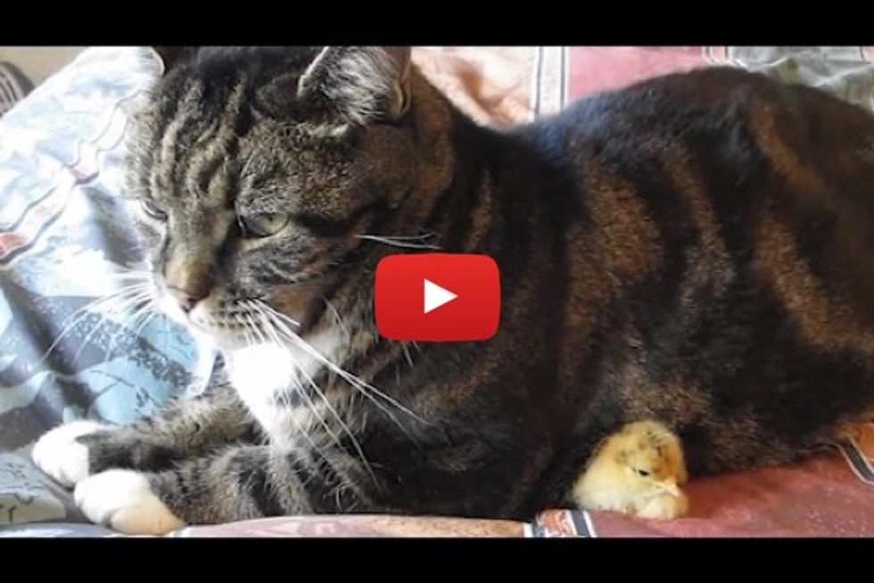 Baby Chick Nestles Under Cat!