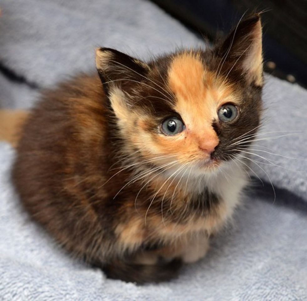 Calico Kitten For Adoption The Y Guide