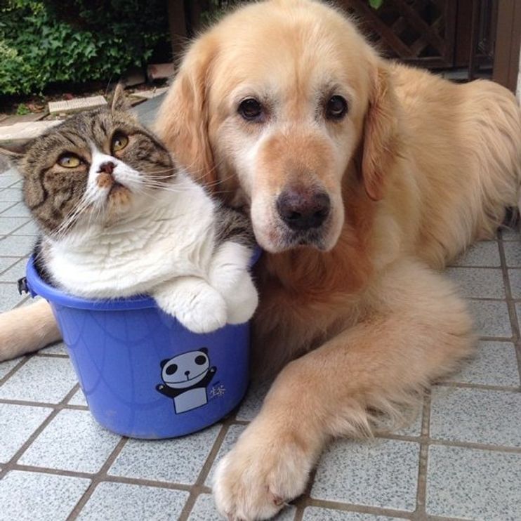 are golden retrievers friendly with cats