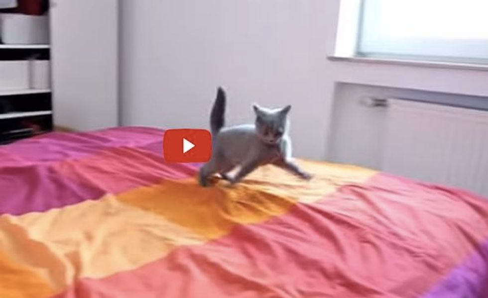 Kitten Loves Her 'New' Bed