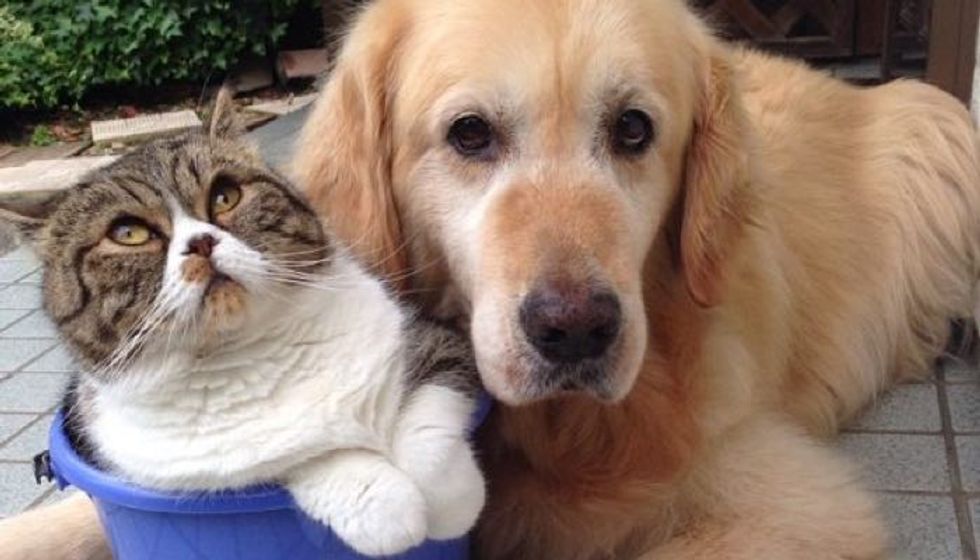 Cat and Her Golden Retriever Dog Share an Inseparable Bond