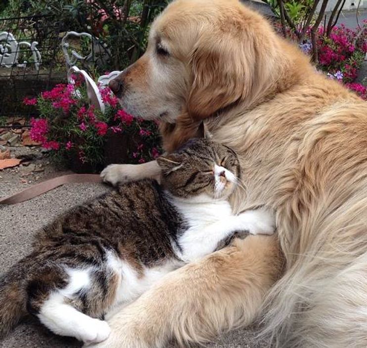 are golden retrievers friendly with cats