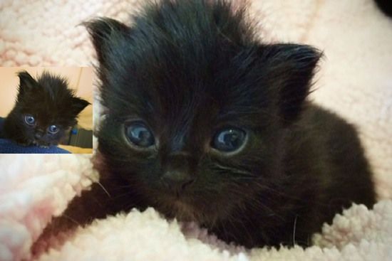 Gatsby The Beautiful Black Cat - Love Meow