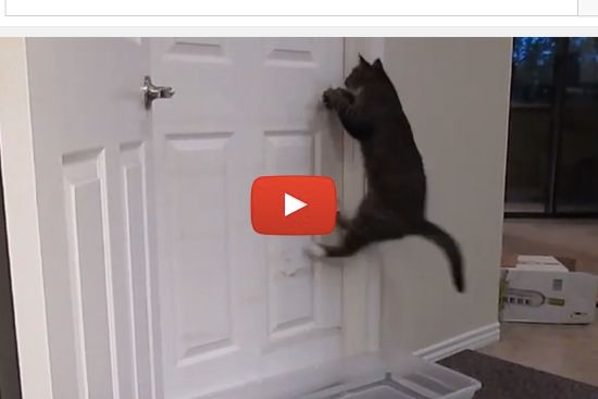 cat opens door