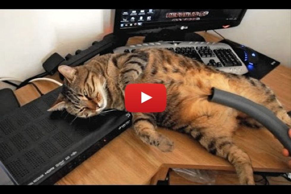 Bobo The Cat Loves Vacuum Cleaners