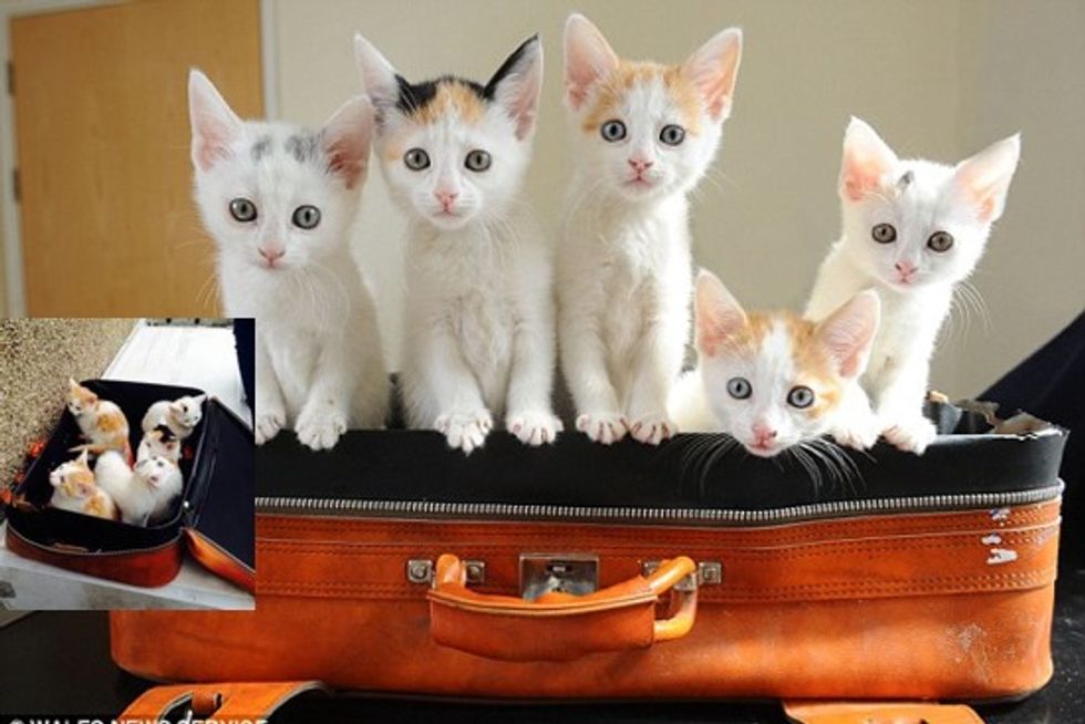 Five Kittens Found In Suitcase Now In Good Hands