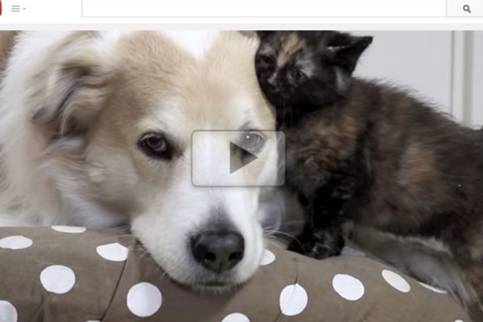 Tortie Kitten Falls In Love With Dog