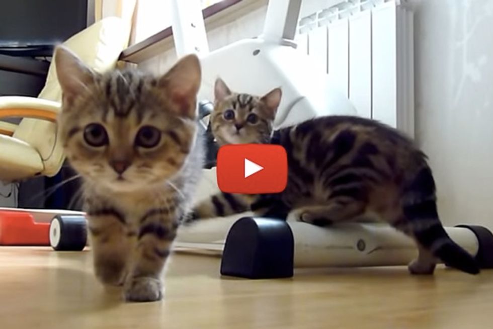 Funny Cats Spy Thriller