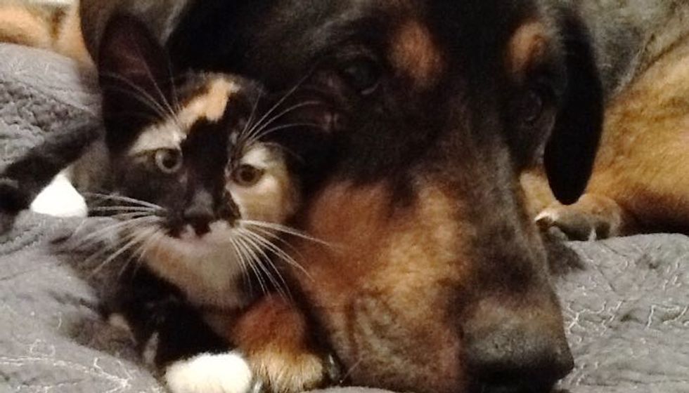 Cat who Grew Up with Her Dog Finds Comfort After Losing Her Best Friend