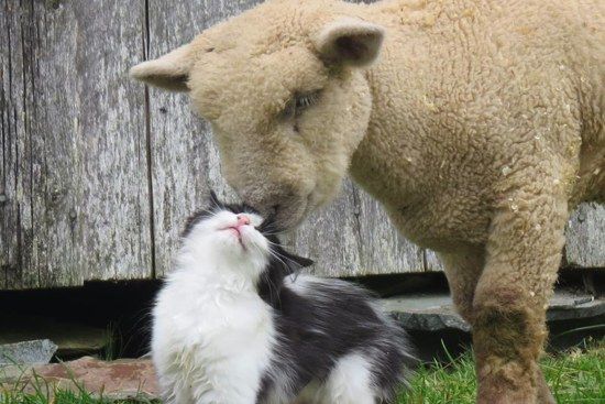 cat and lamb