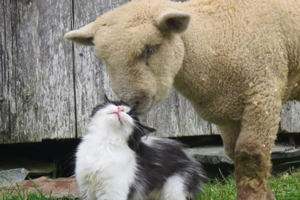 Cat Become Friends With Sheep