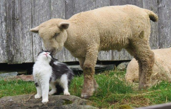 cat and lamb