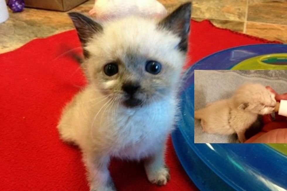 Tanzy the Brave Paraplegic Cat, Then and Now