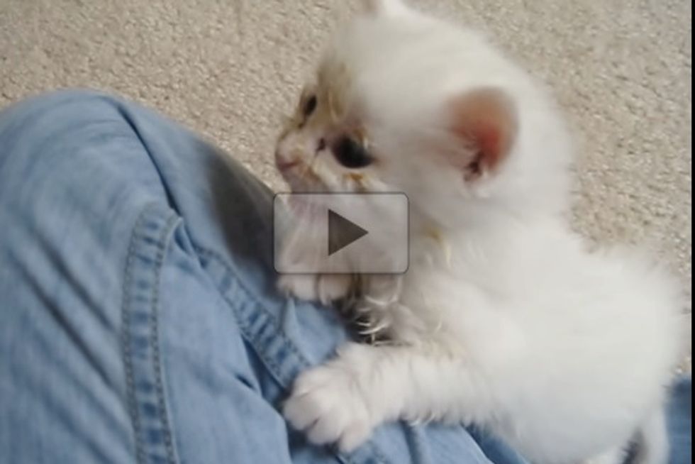 Tiny Meowy Rescue Kitty: Then & Now