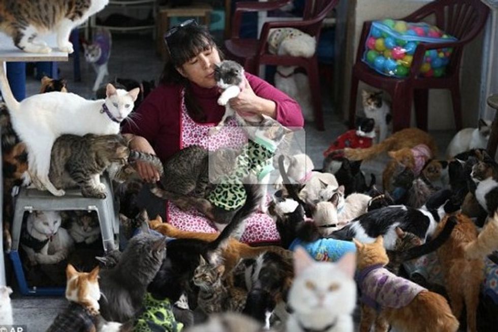 Nurse Turns House Into Sanctuary For Old, Sick Cats In Peru