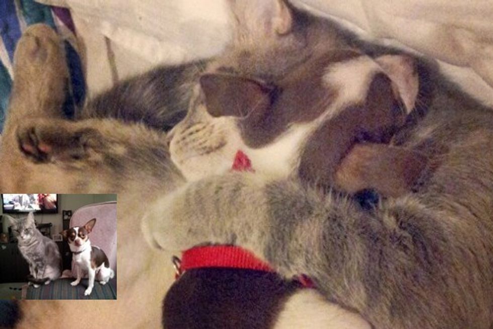 Kitty And Her Puppy
