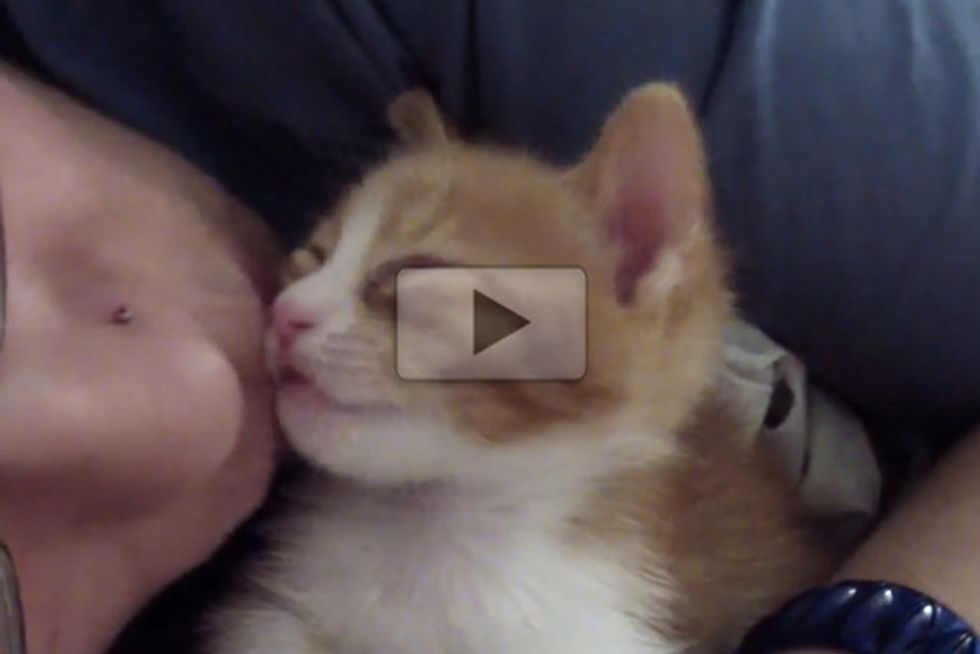 Kitten Falls Asleep After Kisses