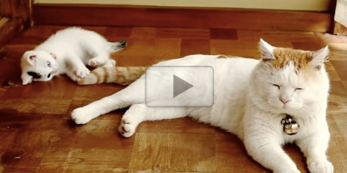 Kitten Playing With Big Fluffy Tail - Love Meow