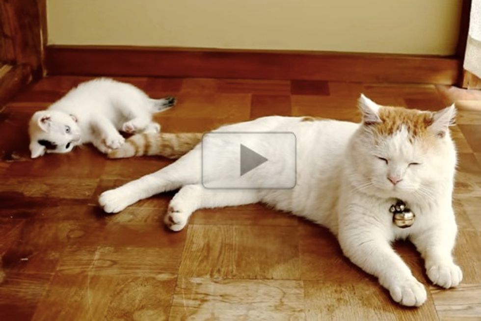 Kitten Playing With Big Fluffy Tail