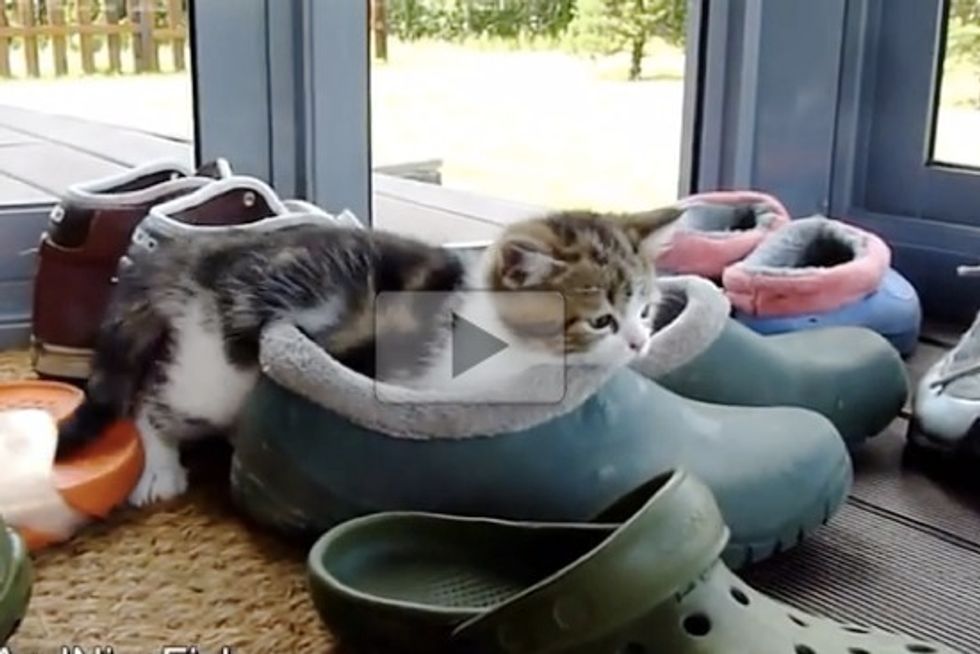 Kitten Trying On Shoes