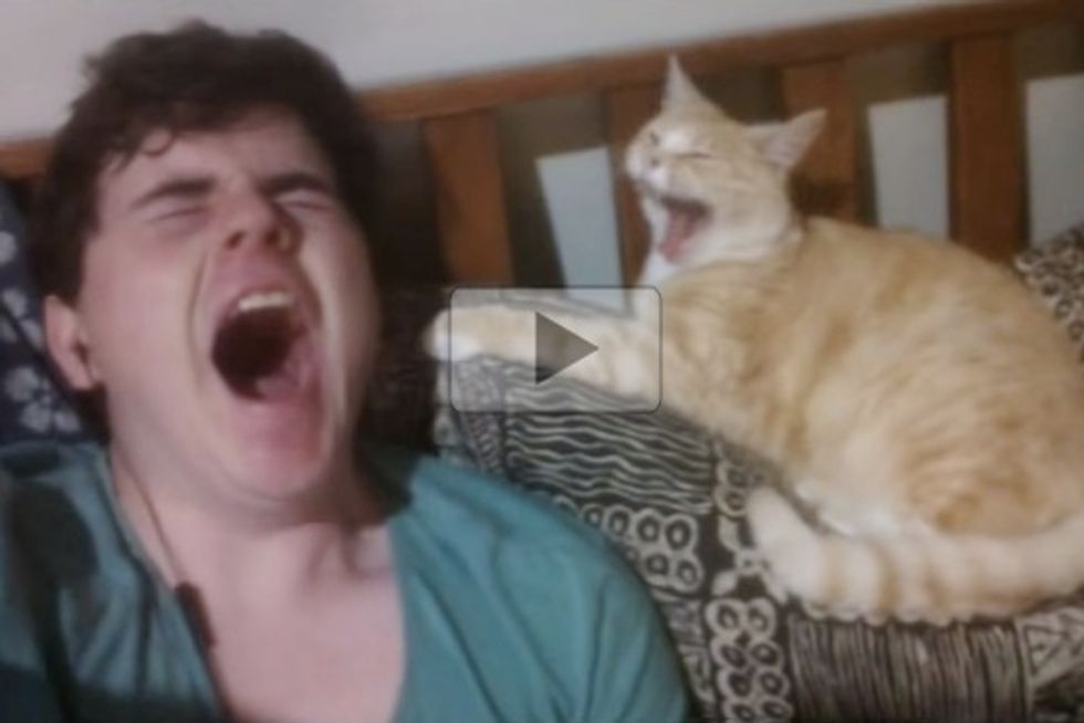 'What My Cat Does When I Yawn'