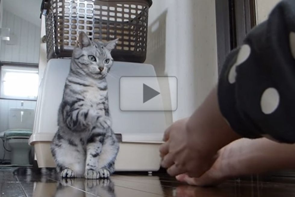 Cat Exercises With Human