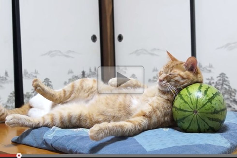 Cat Sleeping On Watermelon