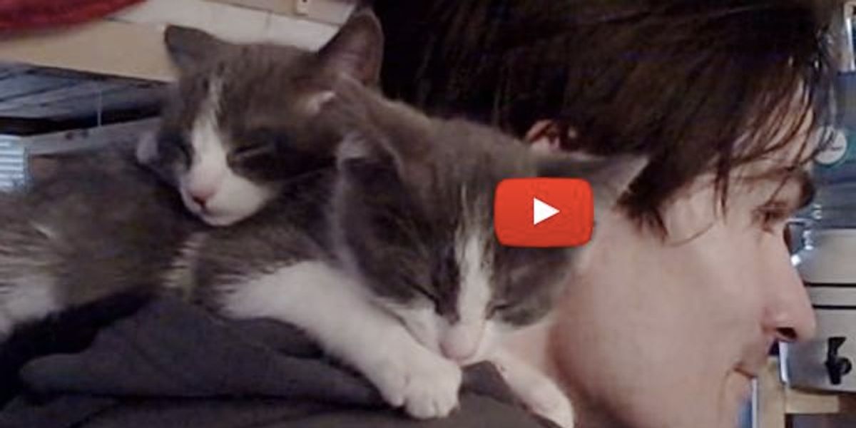 Kittens Climb On Dad's Shoulder Love Meow