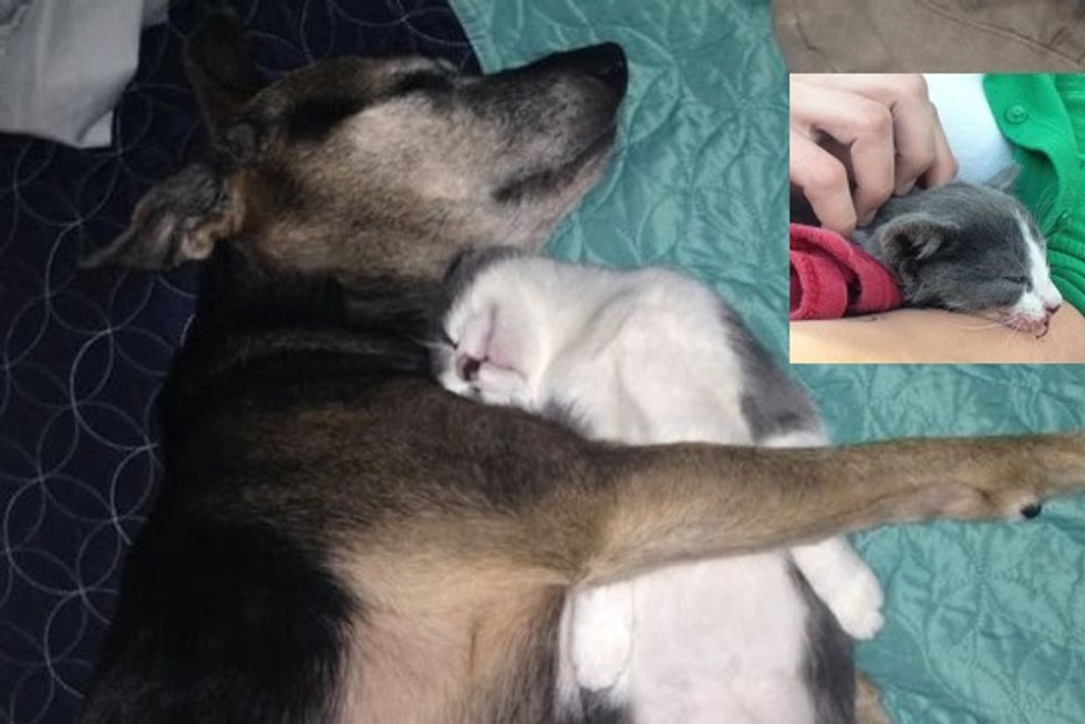 Roadside Rescue Kitten Fits Right Into Loving Family