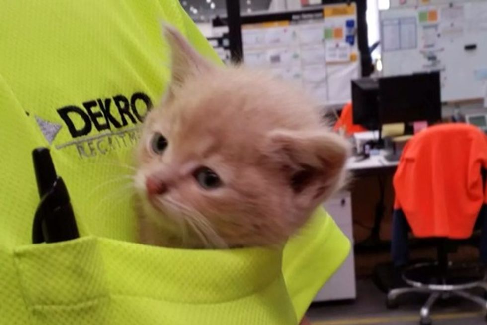 Pocket Kitten Found At Job Site