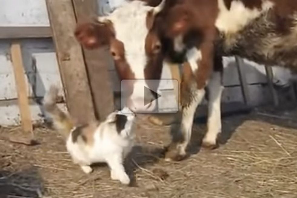 Cat Loves Her Cow Buddy