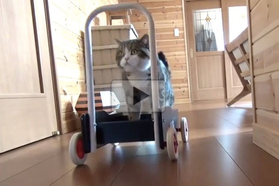 Maru Pushing Cart