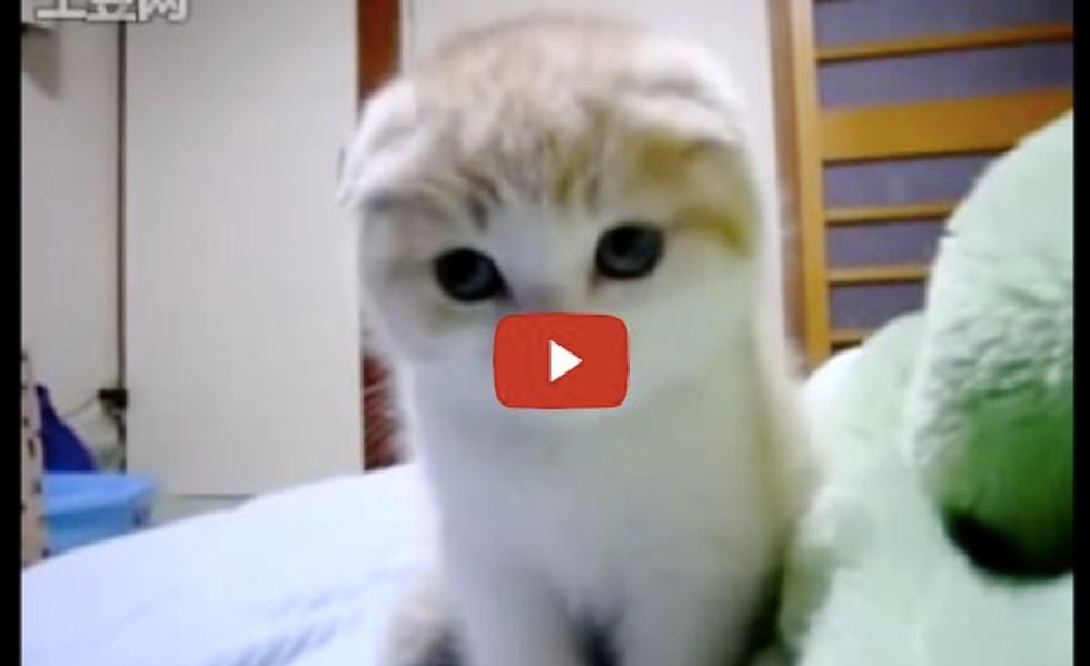 Little Purring Kitten