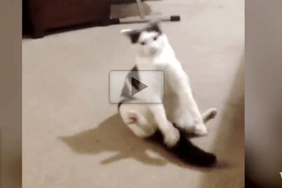 How Bob The Cat Gets His Exercise