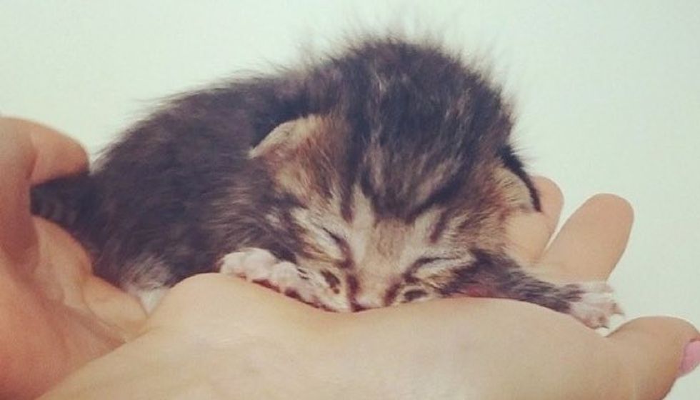 Rescue Tabby Kitten Finds Saving Grace