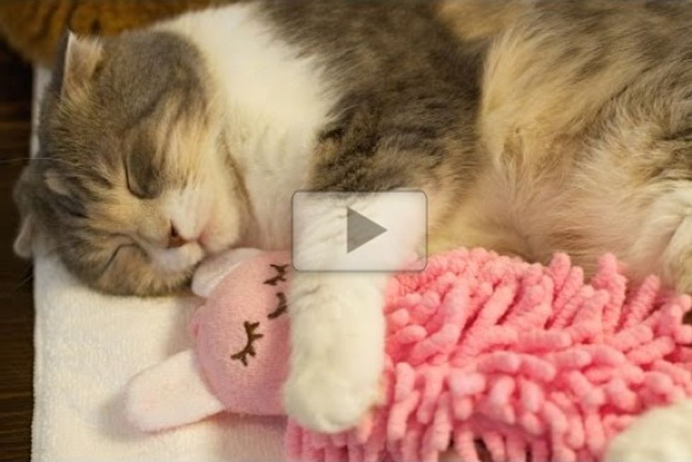 Sleepy Cat Cuddles Her Doll