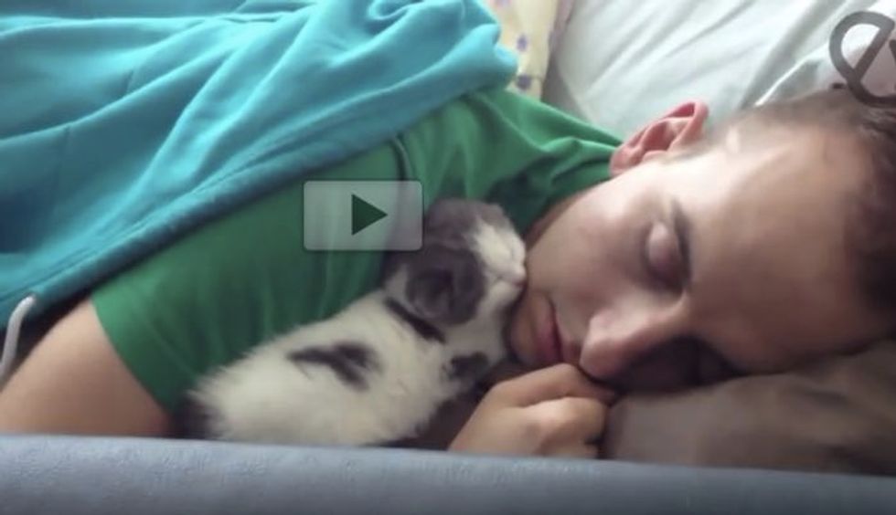Kitten Sleeping With Dad