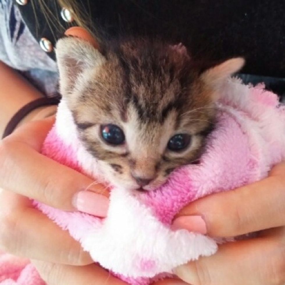Rescue Tabby Kitten Finds Saving Grace - Love Meow
