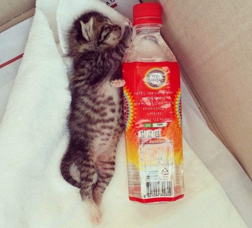 Rescue Tabby Kitten Finds Saving Grace - Love Meow