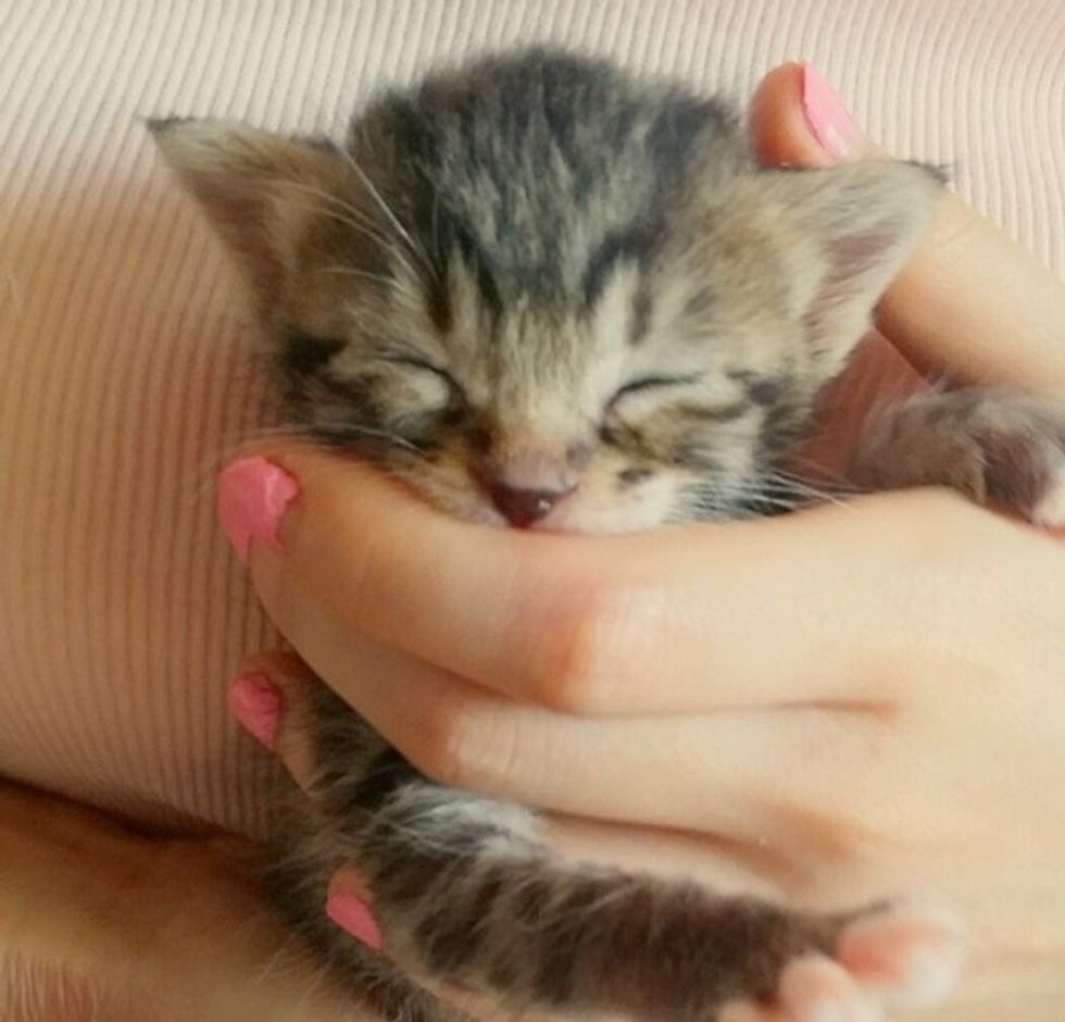 Rescue Tabby Kitten Finds Saving Grace - Love Meow