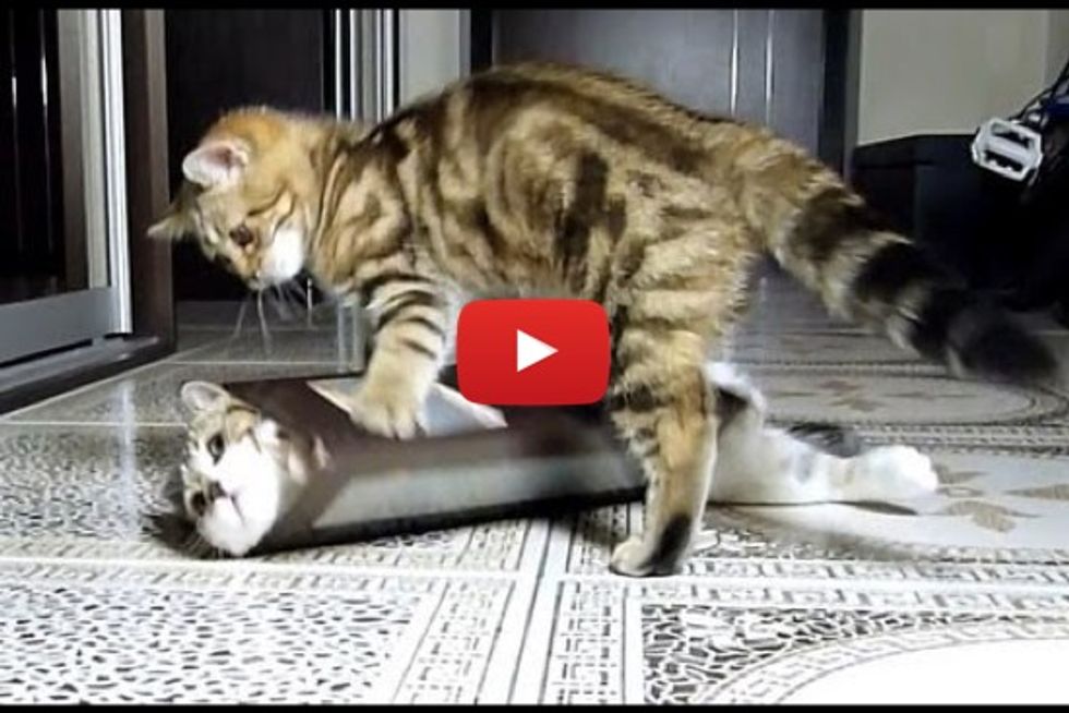 Cute Kittens And One Box