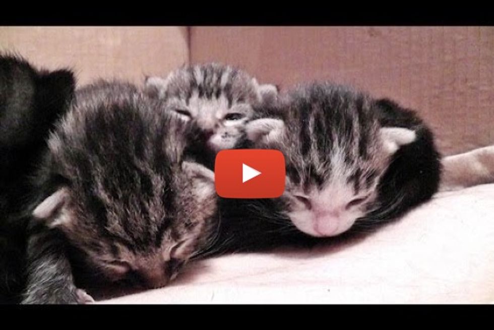 Sleepy Little Kittens