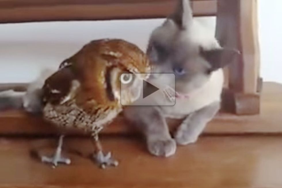 This Cat And Owl Are Best Friends