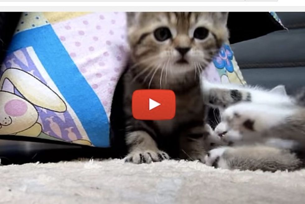 Gang of Kittens