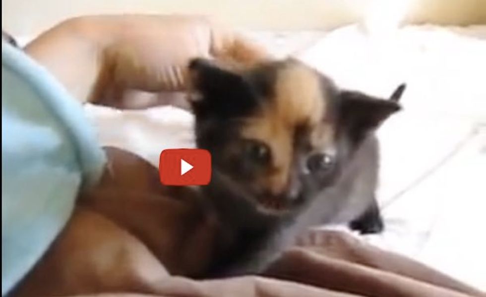 One of These Kittens is a Tiny Squeaker!