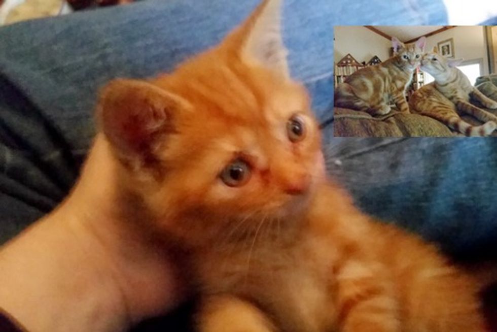 Rescue Ginger Kitten Finds A Home And A Ginger Buddy