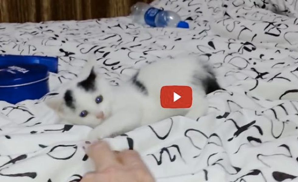 Little Rescue Kitten Jumping and Playing with Her Rescuer!