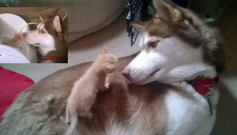 Tiny Rescue Kitten And His Big Husky Brother