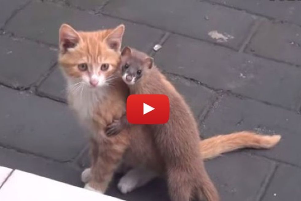 Kitty Has A Clingy Weasel Friend