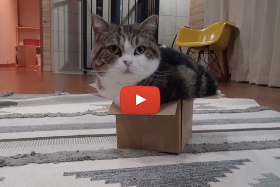 Maru Stuffs Himself Into A Box